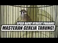 Download Lagu TEMBAKAN KASAR!! MASTERAN GEREJA TARUNG NYERET SPEED RAPAT DURASI PANJANG SUARA JERNIH JEDA