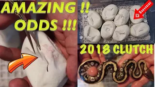 Download CUTTING SNAKE EGGS CYPRESS X PASTAVE MP3