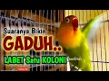 Download Lagu Dengar Suara LOVEBIRD PETARUNG ini, LABET SATU KOLONI LANGSUNG GADUH, Nyaut Ngekek Terpancing EMOSI