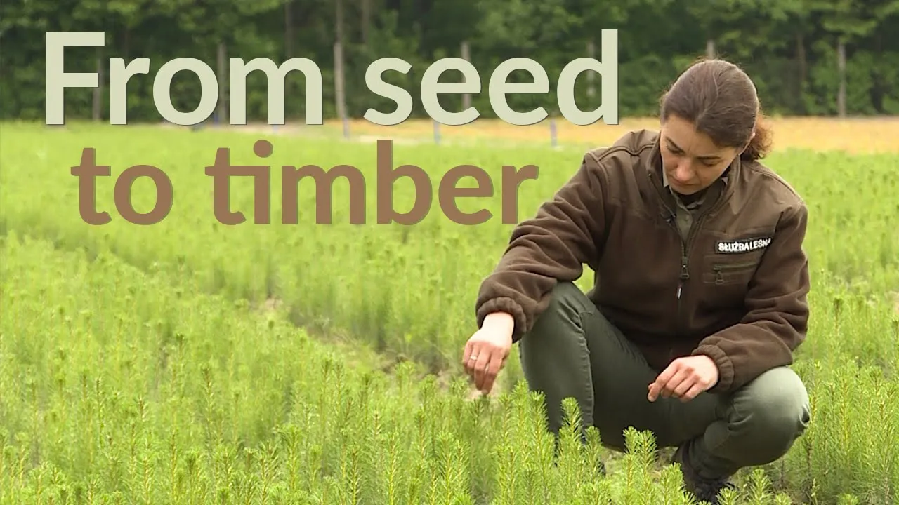 From seed to timber