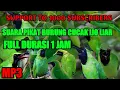 Download Lagu Mp3 suara pikat burung cucak ijo terjitu_AMPUH 100%_FULL DURASI 1JAM