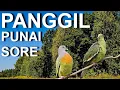 Download Lagu panggil punai sore, silahkan gunakan bos, ampuh bos