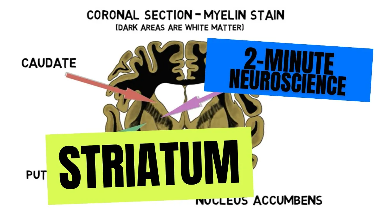 2-Minute Neuroscience: Striatum