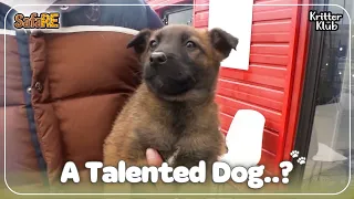 How To Be A Special Dog! #SafaRE | Kritter Klub