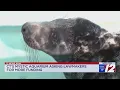 Mystic Aquarium asking CT government for more funding