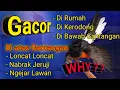 Download Lagu Penyebab dan Cara mengatasi murai batu ngejar lawan Nabrak jeruji di gantangan