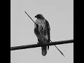 the birds don't sing, they scream in pain