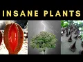 Download Lagu The Most Incredible Plant Adaptations