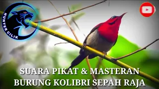 mp3 pikat dan masteran burung kolibri sepah raja