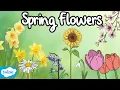 Flowers in Spring Identification for Kids 7 Spring Flowers