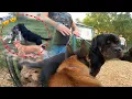 Dogs Mess With 120 LB ROTTWEILER And He Reacts