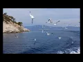Swallow/Chemical Brothers- Peekaboo One Too Many Mornings (Long Version)