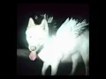 Fat Dog - Shit Love - Song Preview #fatdog 