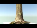 Blender 3D - Tree trunk photogrammetry Photo Scanning