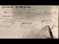 Cellular Respiration Sketch Notes for AP Bio - Simple