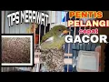 Lagu TIPS MERAWAT BURUNG PENTIS PELANGI AGAR CEPAT GACOR