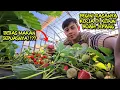 Lagu KERJA DI KEBUN STRAWBERRY JEPANG!!SEGINI GAJINYA!!