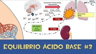 Equilibrio ácido base #3 💉 Amortiguador respiratorio y renal