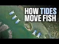 How Tides Move Fish And How to Catch Them
