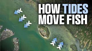 How Tides Move Fish And How to Catch Them