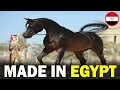 Download Lagu 6 RARE Egyptian Origin Horse Breeds You Don't Know About!!