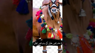 Korbani Ki Naat And Beautiful Janwar And Beautiful Naat Foryou Viralvideo Barastudio 5Bviews 