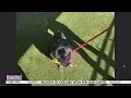 Adopt-A-Pet Scratchy