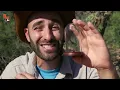 STUNG by a COW KILLER!