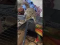 Download Lagu #eekhoorn #kortefilms #eekhoornvideo #dierendoendingen #wildedieren #viralevideo #schattigedieren...