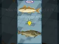 Word Guess Fishing Edition
