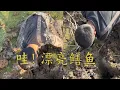 Download Lagu 那個兩斤的鳝魚吧，這麽大個洞#农村生活 #搞笑 #吃货推荐官 #fishing
