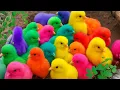 Download Lagu الليلة الأولى | ليالي الامتحان الأخيرة| ثالثة ثانوي ٢٠٢٥ مع أ. محمد صلاح