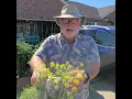 Download Lagu Harvesting Dill Flowers