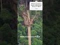 Download Lagu #let visit the canopy #walkway in Gh at #Kakum national park ##🫣🤗🤩