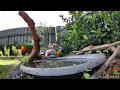 Australian Bird Bath Cam | 24/3/26 | lorikeets | galahs | peewee |  pigeon | cat tv | feeding |