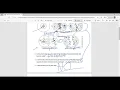 Mitosis Practice Worksheet