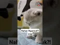 Download Lagu Lucu Banget! Kucing Ini Berjuang Lawan Ngantuk 😆🐾 #KucingLucu #FunnyCats #kucingngantuk