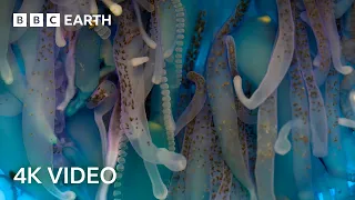 Exploring The Underwater World | 4K UHD | Blue Planet II | BBC Earth