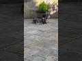 Download Lagu Just kitten Baby Bear \u0026 mom Whitenich enjoying the day