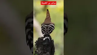 صوت الهدهد مشهد خرافي مباشر من الطبيعة نوافذ برية 