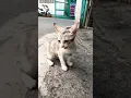 Download Lagu I called this kitten on the sidewalk, he was looking for someone calling him 😁 #kitten #cat #cats