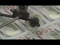 Over 170 Illinois workers engaged in PPP fraud watc og