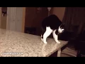 dope cat gif