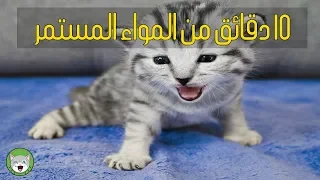    دقائق مواء القطط   يجعل القطط تسترخي دندنها