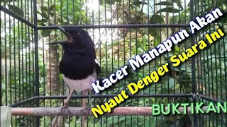 suara pikat kacer memanggil lawan