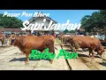 Download Lagu HARGA SAPI JANTAN RABU PON