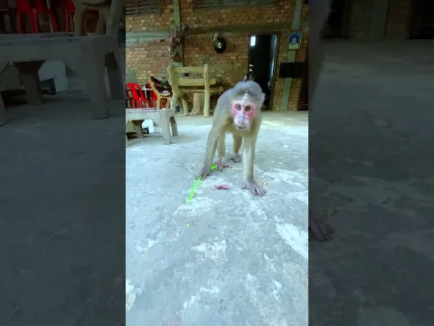 What is this monkey doing with the string? 🙊👀 #monkey #curious #cute