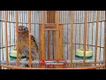 SUARA KHAS WAMBI MEMANGGIL LAWAN