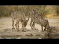 Namibia:  ¿Cómo sobrevive la vida en el desierto más antiguo del mundo?