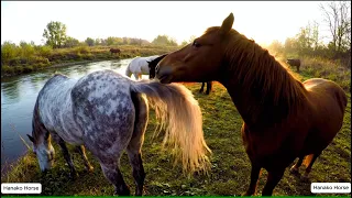 Wild Horse mating at natural riverside